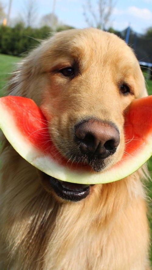 娱乐吃瓜酱小黄狗,揭秘娱乐圈那些不为人知的幕后故事